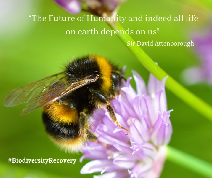 Biodiversity Recovery