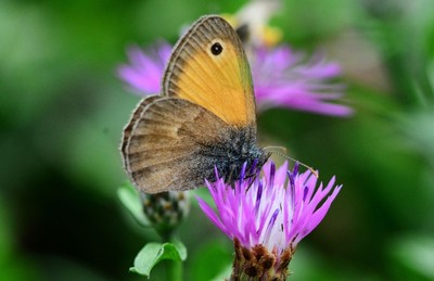 Butterfly with folded wings on flower